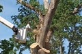 Professional Tree Service image 1