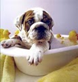 Pup In A Tub Pet Grooming Bradenton FL image 4