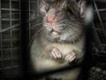 Rat Control In Home Attic image 1