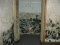 Reliable Certified Mold removal image 6