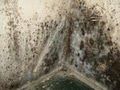 Reliable Certified Mold removal image 7