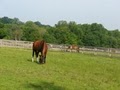 RiverHorse Farm image 2