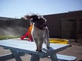 Riverwalk Pet Resort image 9