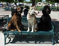 Sit Means Sit Dog Training by Terri image 3