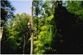 Snyder Tree Service, LLC image 3