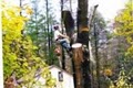 Snyder Tree Service, LLC image 4