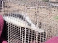 Speedy Animal Control image 9