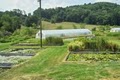 Springdale Water Gardens image 4