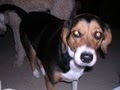 Steph's Happy Dogs image 3