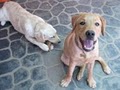 Steph's Happy Dogs image 5