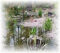 Still Water Gardens image 2