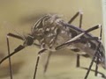 Stinger Pest Solutions – Pest Control, Pest, Exterminator, Termites, Mosquitoes image 1