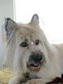Sylvano's Grooming Pet Spa image 3