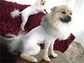 Sylvano's Grooming Pet Spa image 8