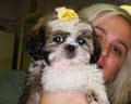 TBA Pet Grooming School | Yuppy Puppy Dog Grooming image 5