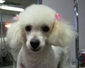 TBA Pet Grooming School | Yuppy Puppy Dog Grooming image 6