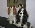 TBA Pet Grooming School | Yuppy Puppy Dog Grooming image 1