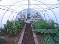 TUFF Greenhouses image 3