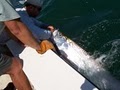 Tampa Fishing Charters image 5