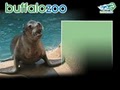 The Buffalo Zoo image 2