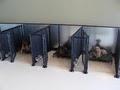 The Dog House Doggie Daycare and Boarding image 5