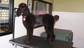 The Pampered Pooch LLC image 9