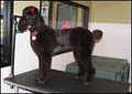 The Pampered Pooch LLC image 10