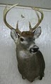 Tractor's Taxidermy image 3