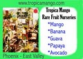 Tropica Mango Rare and Exotic Fruit Nursery image 2