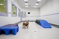 Waggers Dog Daycare Inc image 5