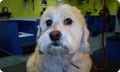 Wiggles & Wags Grooming - Pet Salon, Dog Wash image 2