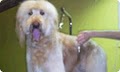 Wiggles & Wags Grooming - Pet Salon, Dog Wash image 3