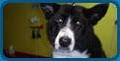 Wiggles & Wags Grooming - Pet Salon, Dog Wash image 4