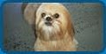Wiggles & Wags Grooming - Pet Salon, Dog Wash image 8