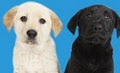 Wiggles & Wags Grooming - Pet Salon, Dog Wash logo