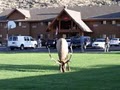 Yellowstone Village Inn image 2