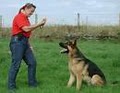 A Better Dog Trainer image 1
