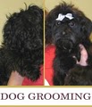 A Pet Villa Dog Boarding and Grooming image 3