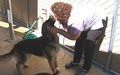 A Pet Villa Dog Boarding and Grooming image 4