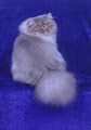 A Smitten Kitten logo