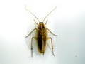 ARROW PEST CONTROL PRO image 9