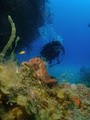 ASk Divers LLC image 3