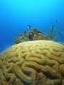 ASk Divers LLC image 4