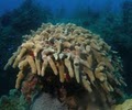 ASk Divers LLC image 5