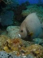 ASk Divers LLC image 6
