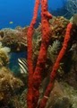 ASk Divers LLC image 7