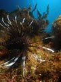 ASk Divers LLC image 9
