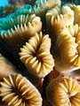 ASk Divers LLC image 10