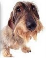 Abbey's Pet & Housesitting - Dog Sitter Mobile Groomer logo