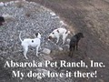 Absaroka Pet Ranch, Inc. image 5